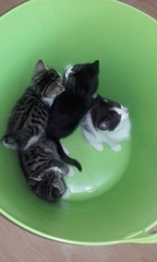 Wow. Cats are so clever. I hadn't realised what I am up against.