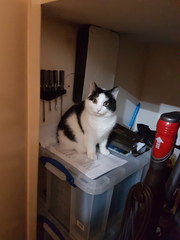 B/W cat appreciation society