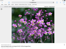 Plant to follow forget me notes???