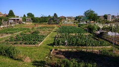 Allotment/Veg Patch Thread 9 - Spring is sprung, its getting really busy!