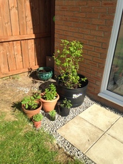 Find out how MNers are getting on with their Homebase Garden Goals challenge NOW CLOSED