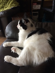 Cats still catting. What's your DCat up to today? Pt 3