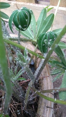 Bug identification help needed for a rubbish gardener
