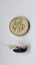 Big bug in my bedroom, please identify. (pic)