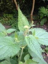 Plant ID please