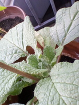Please help: This came out of a bag of mixed seeds ...