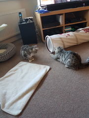 What's your DCat up to today? Pt 2