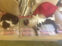 To be so excited (kitten pics included)