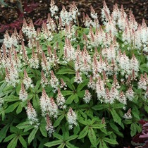 Is this a real plant?