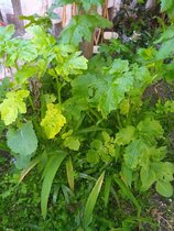 What is this triffid?