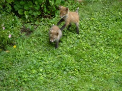 To help a mangy scrap of fox?
