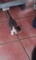 Wow. Cats are so clever. I hadn't realised what I am up against.