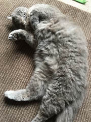 To be so excited (kitten pics included)