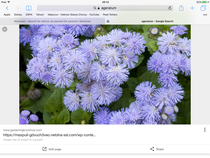 Plant to follow forget me notes???