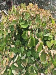 What has happened to my trees?