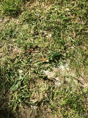 Help! 'Lawn' that is basically weedy wasteland, how do I rescue it?