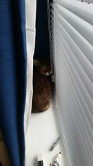 Rescue cat first day home