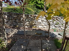 What would you do with this border (recent Leylandii removal!)