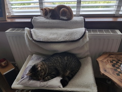 What's your DCat up to today? Pt 2