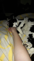 What can I do for a potential stray in pain?