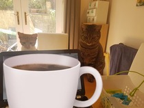 What's your DCat up to today? Pt 2