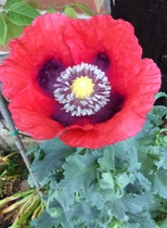 Can anyone tell me what this plant is please?
