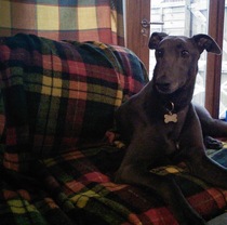 I'vw just emailed the greyhound rescue