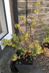 Pots by front door - west facing and sheltered