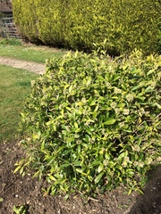 Does anybody know how to save this shrub?