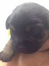 your top 5 Border terrier boy names...