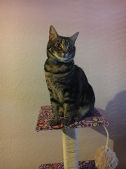 I haven't enjoyed having a cat sitter