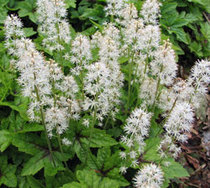 Is this a real plant?
