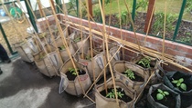 Allotment/Veg Patch Thread 9 - Spring is sprung, its getting really busy!