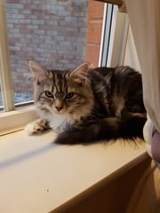 Cats still catting. What's your DCat up to today? Pt 3