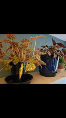 Please help me help my houseplants!