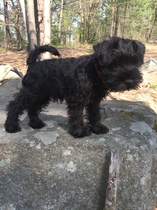 Does anyone fancy a "puppy survival" thread part 2