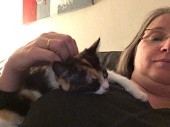 Where can I get kittens?