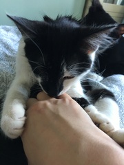 Cats still catting. What's your DCat up to today? Pt 3