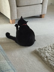 Cats still catting. What's your DCat up to today? Pt 3