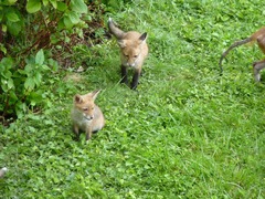 To help a mangy scrap of fox?