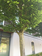 Can someone identify this tree?