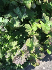 Is this a weed? (Pictures)