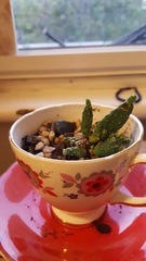 To think I can rescue this cactus?