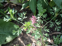 Is this a plant or a weed?