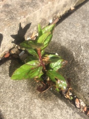 ID this weed please