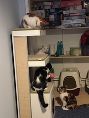 To be so excited (kitten pics included)