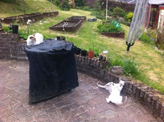 What's your DCat up to today? Pt 2