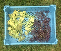 Allotment/Veg Patch Thread 9 - Spring is sprung, its getting really busy!