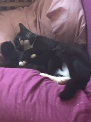 Update on aggressive foster cat and kittens