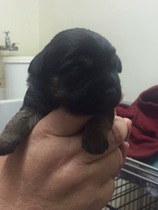 your top 5 Border terrier boy names...